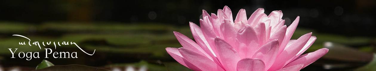 Yoga Pema
